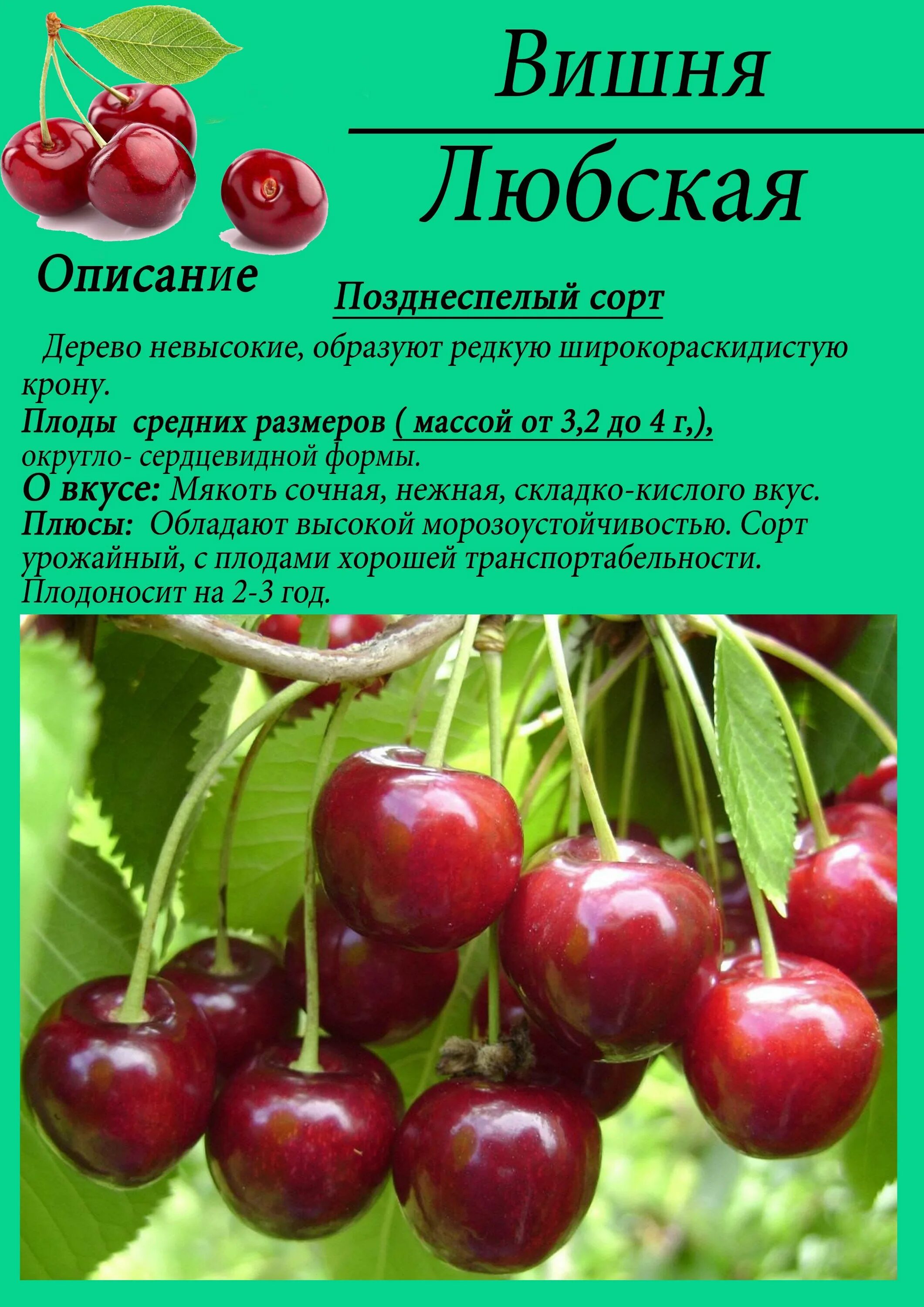 Вишня любская описание опылители. Вишня Любская описание сорта. Черешня Любская. Сорт Любская черешня. Вишня обыкновенная Харитоновская.