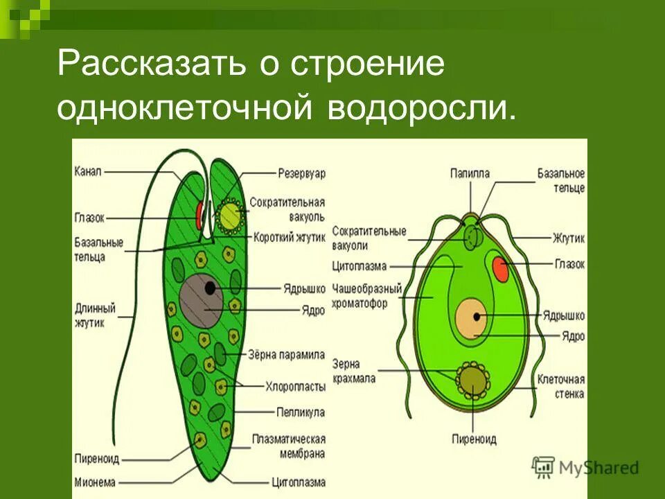 Тест по теме водоросли 7. Тест по теме водоросли 7