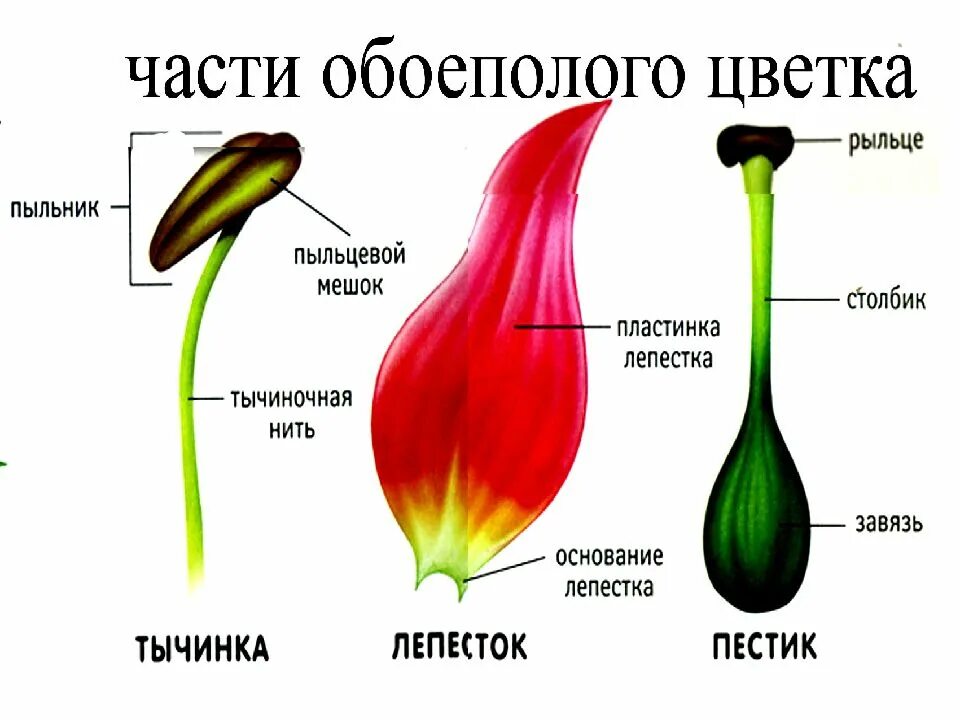 Генеративные органы растений. Генеративные части растения. Генеративные органы цветка. Строение цветка вегетативные и генеративные органы. Генеративные органы соцветия