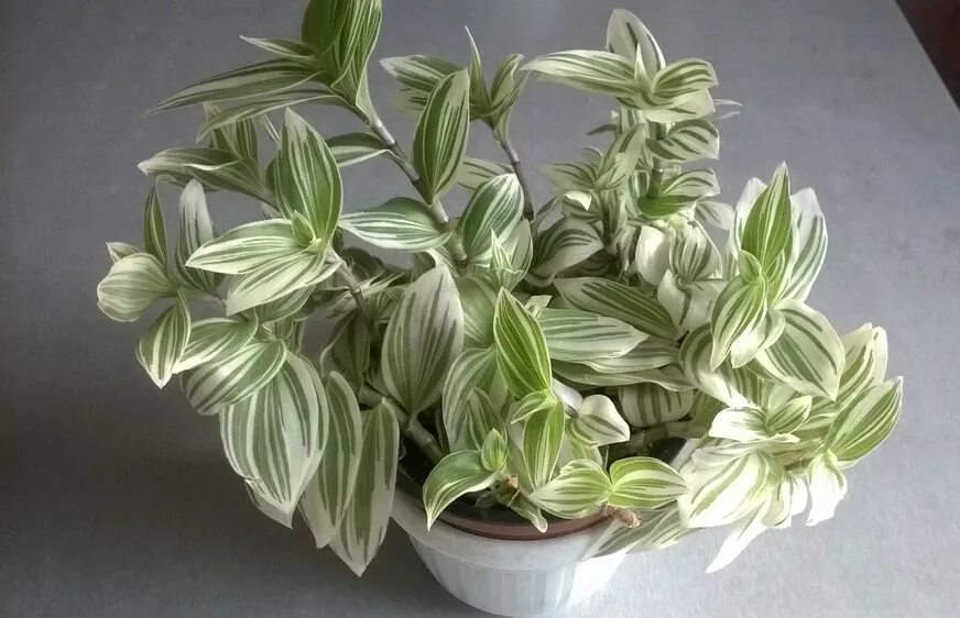 Традесканция альбовитата. Традесканция albiflora. Традесканция albovittata. Традесканция белоцветковая. Традесканция белоцветковая и зебрина.