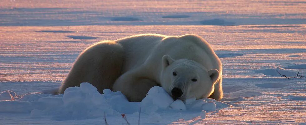 Белый медведь в тундре. Полярный медведь в тундре. Белый медведь глобальное потепление. Полярные медведи в Канаде. Какие медведи в тундре
