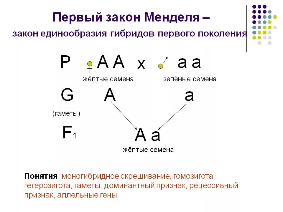 1 Закон Менделя схема. Первый закон Менделя закон единообразия гибридов первого поколения. Схема скрещивания 1 закон Менделя. Генетические задачи на 1 и 2 закон Менделя с решением.