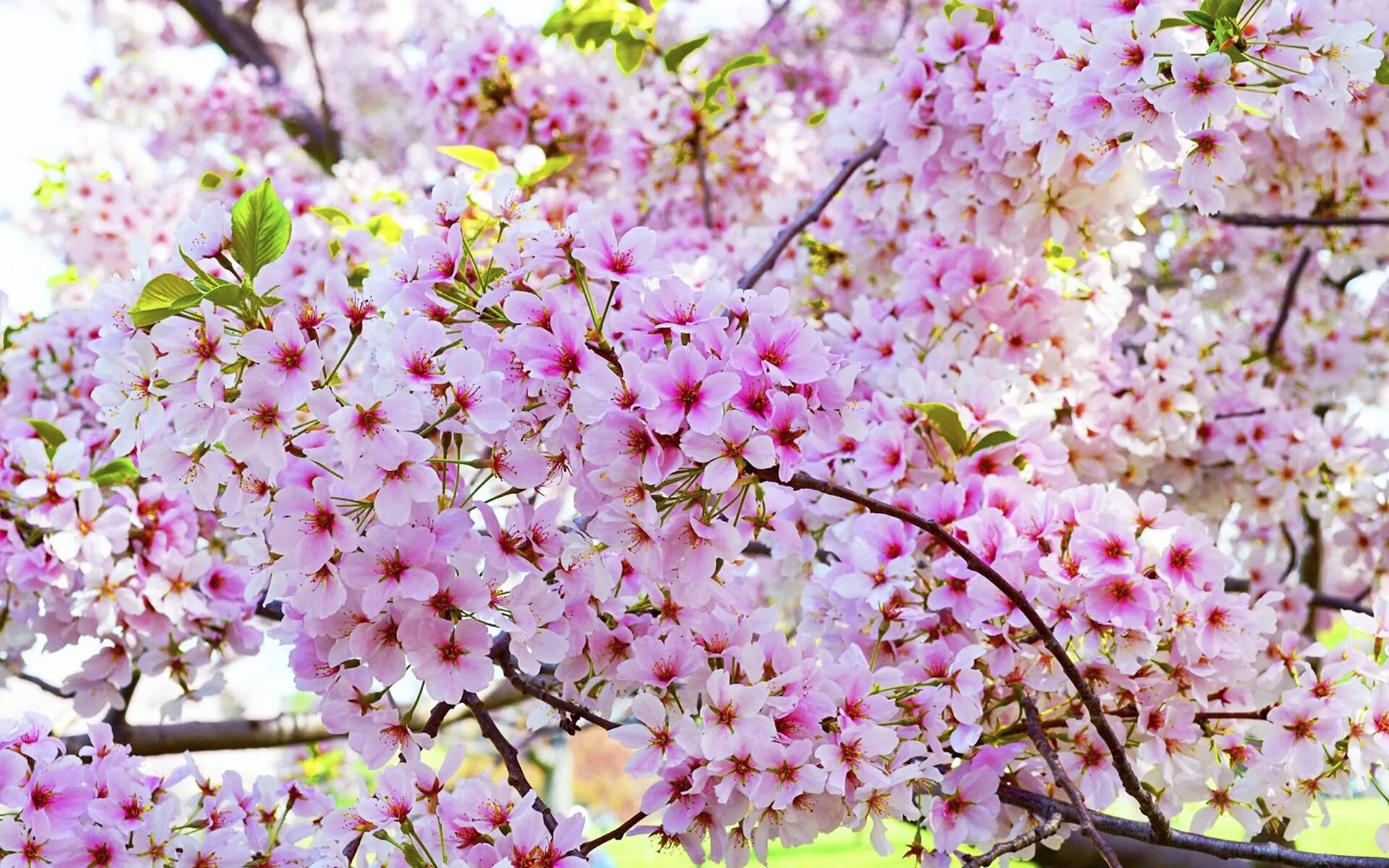 Big blossom. Черри блоссом. Черри блоссом цветок. Черри блоссом цветет. Сакура черри блоссом.