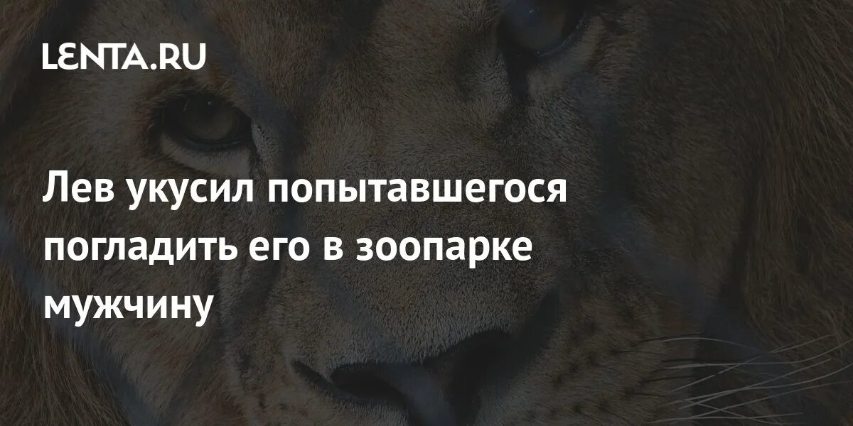 Лев укусил за руку. Крадущийся львица. Лев укусил человека в зоопарке. Лев укусил за руку. Львица кусает.