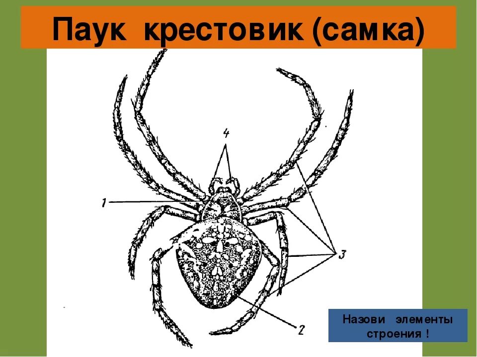 Биология паукообразные тест. Внешнее строение паука крестовика. Строение паука крестовика. Строение паука крестовика схема. Паук крестовик строение рисунок.