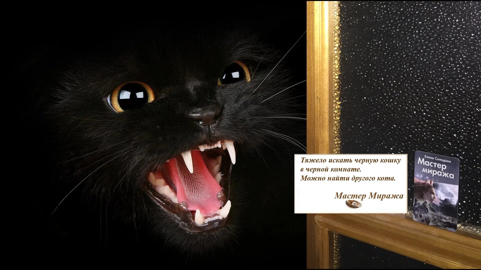 Где найти черного кота. Черная кошка в темной комнате. Где найти черного кота. Бомбейская кошка пушистая. Красивый черный кот.