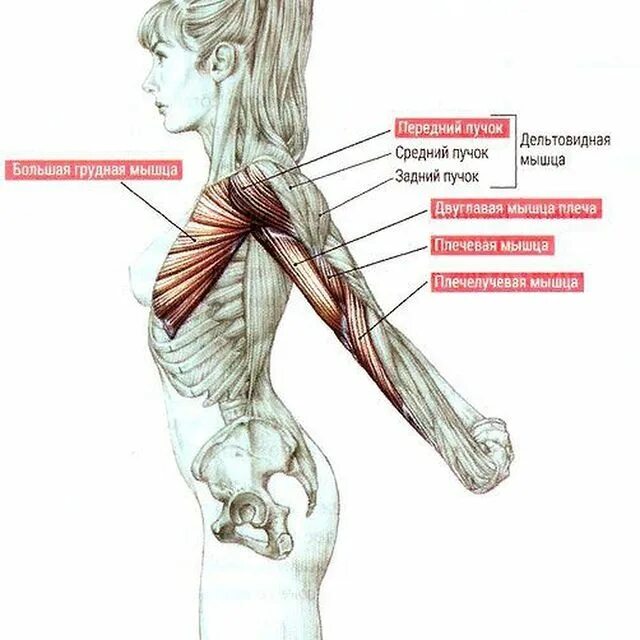 Плече или плечо. Растяжка передней дельтовидной мышцы. Упражнения на растяжение дельтовидной мышцы. Растяжка грудных мышц упражнения. Упражнения для растяжки малой грудной мышцы.