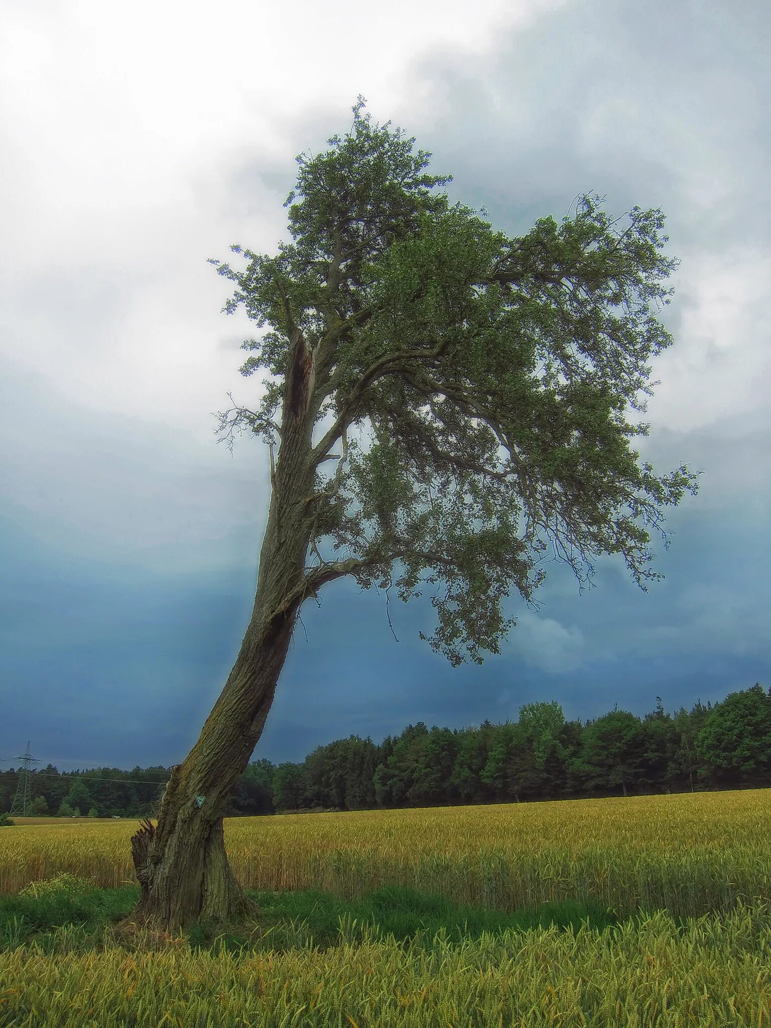 Old tree