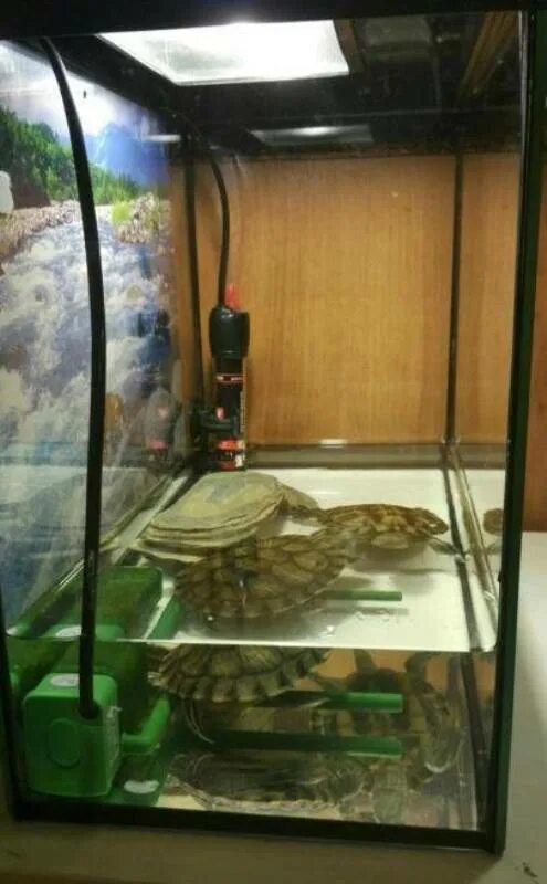 Turt-house aqua 100. Палюдариум для красноухой черепахи. Островок для красноухой черепахи. Аквариум для черепашек красноухих. Аквариум для красноухой черепахи.