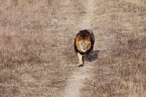 Львиное дело