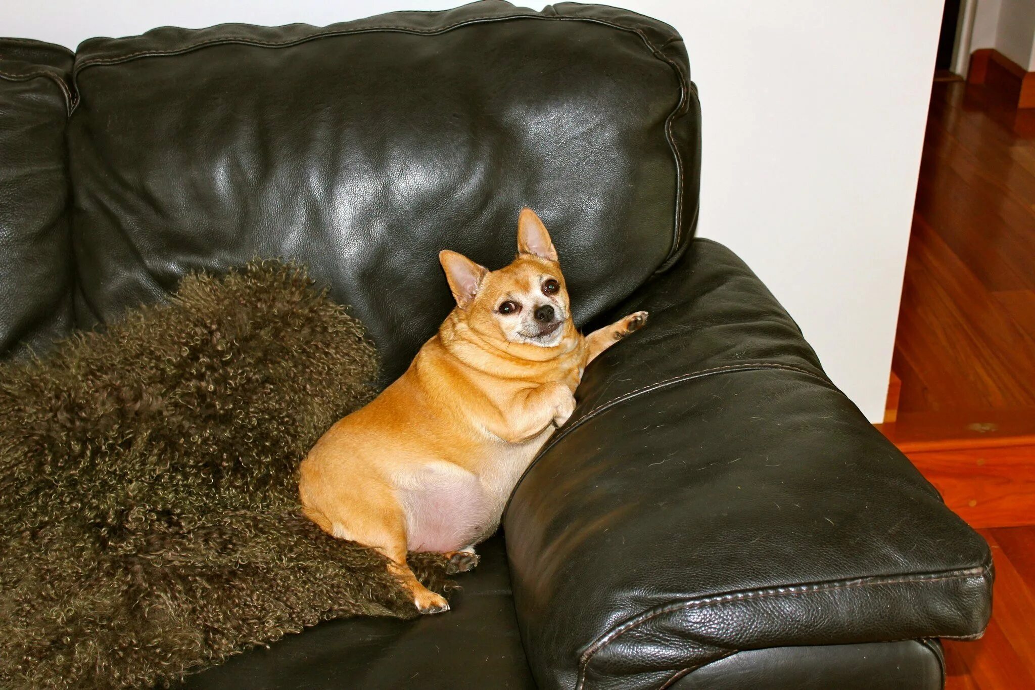 Толстая маленькая собака. Толстая чихуахуа. Ожиревший чихуахуа. Ожирение у чихуахуа. Собака чихуахуа толстая.