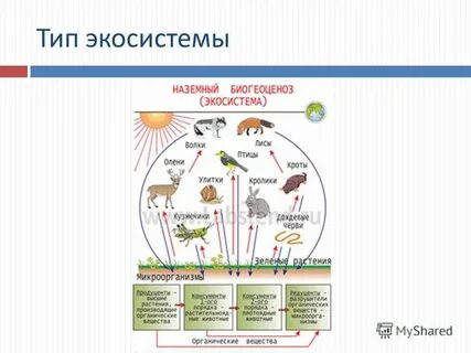 Экосистема движения первых