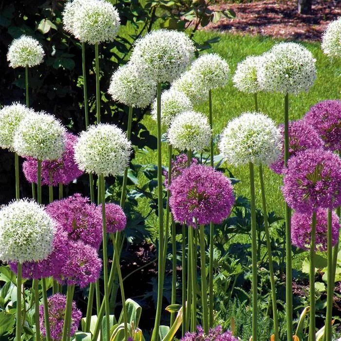 Лук гладиатор. Аллиум Гладиатор растение. Аллиум Гладиатор (Allium Gladiator). Лук аллиум Маунт Эверест. Лук декоративный аллиум Гладиатор.