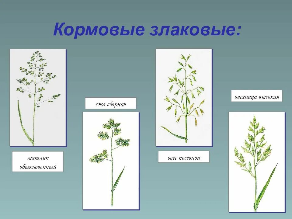 Злаковые кормовые. Мятлик Луговой стебель. Мятлик Луговой соцветие. Мятлик Луговой метелка. Соцветия злаковых трав.