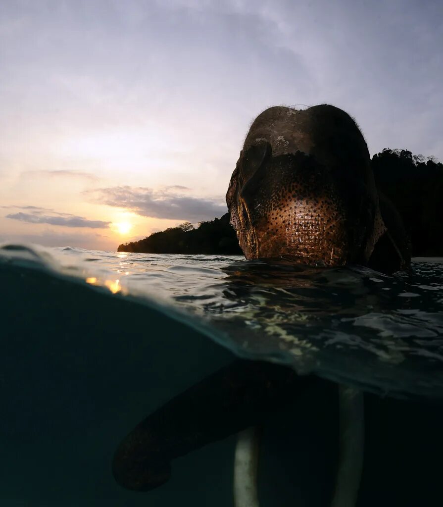 Elephant swim. Андаманские острова слон. Слон плывет. Слон плавает. Слоны плавают.