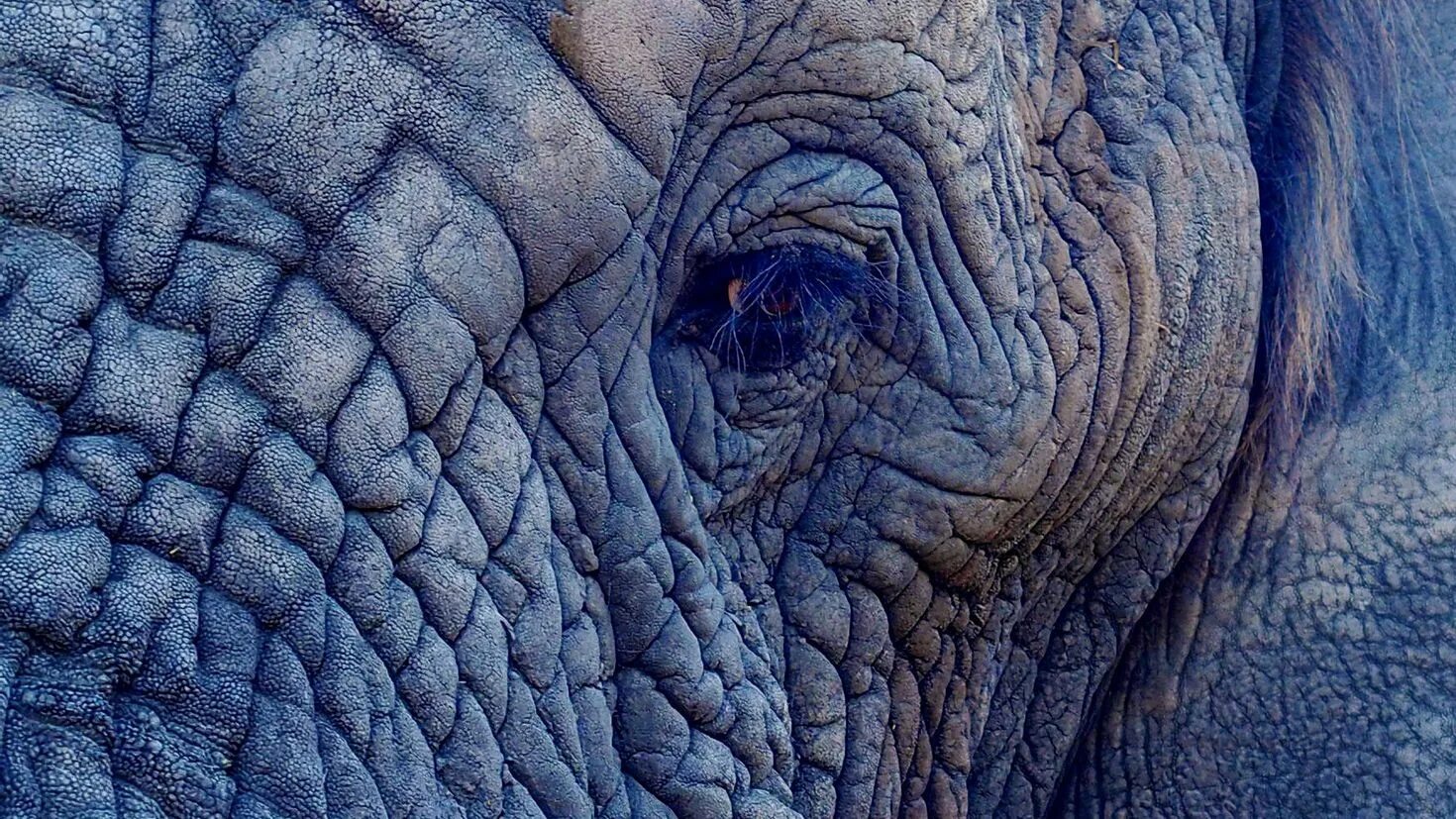Какого цвета кожа слонов. Шкура слона. Слоновья кожа. Морщины слона. Кожа слона текстура.
