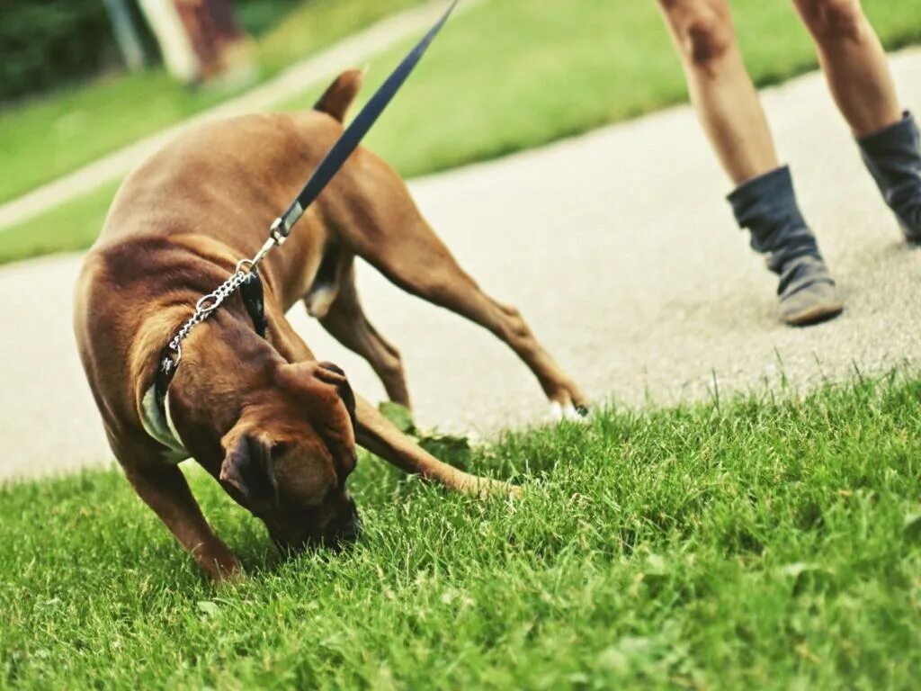 Почему собака ест траву на улице. Собака ест траву. Собака кушает траву. Какую траву едят собаки на улице. Собака ест траву фото.