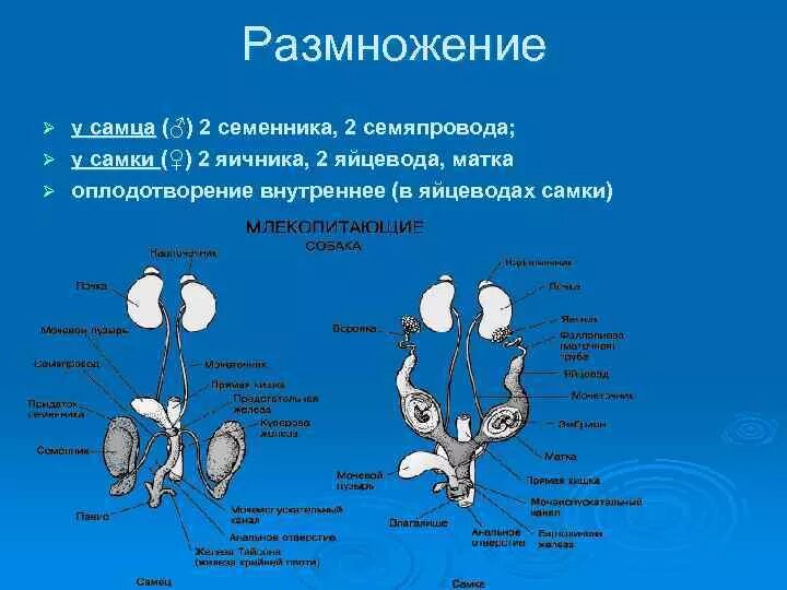 Органы размножения животных. Органы размножения млекопитающих. Половая система млекопитающих. Органы размножения самцов и самок животных. Женская половая система млекопитающих