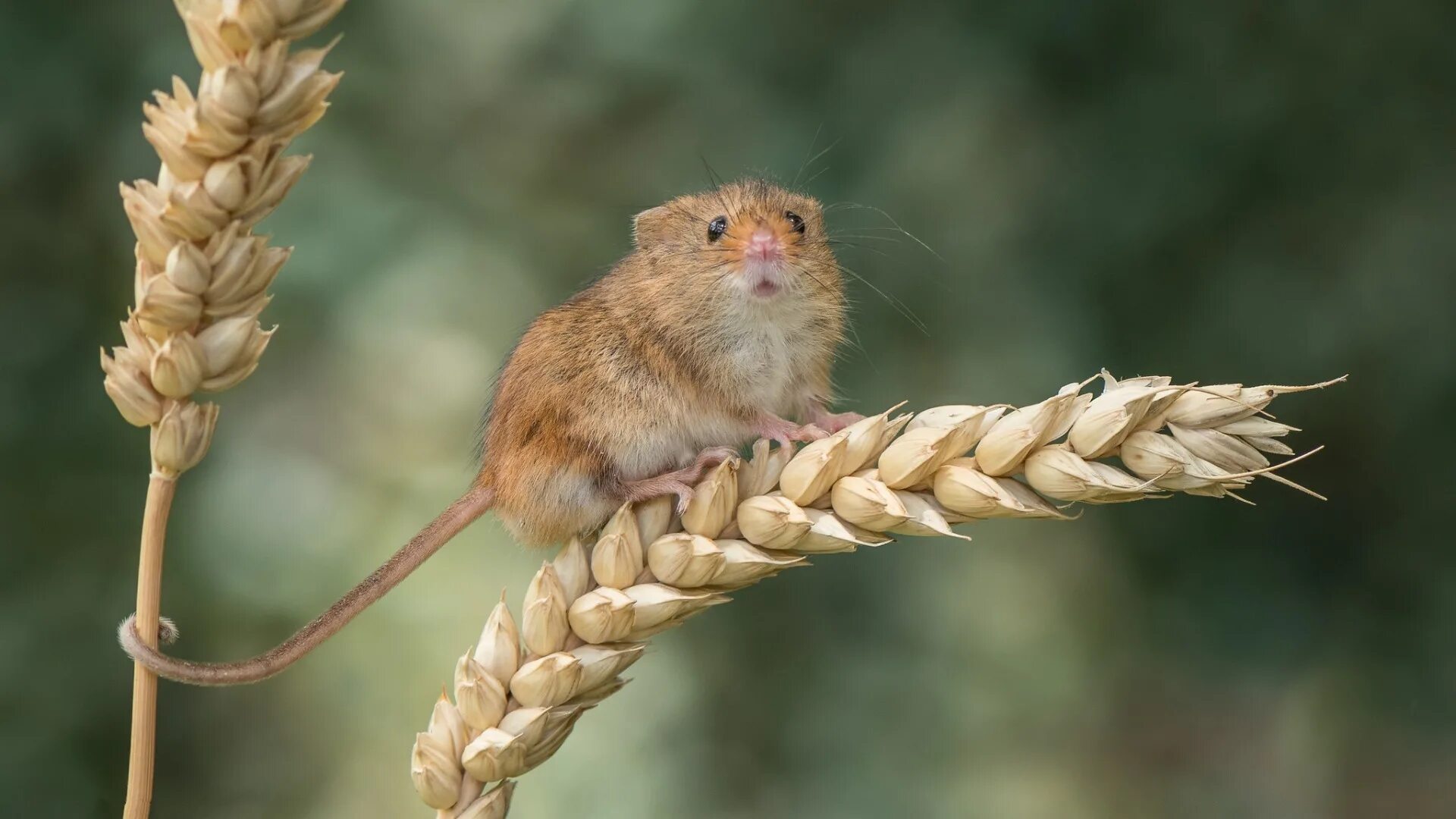 Полевка на пшенице. Мышь на колосе. Мышонок на колоске. Мышь на колоске. Поли животные.