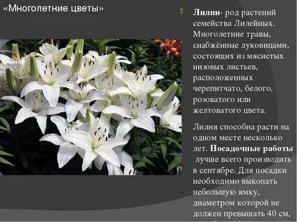 Лилия растение систематика