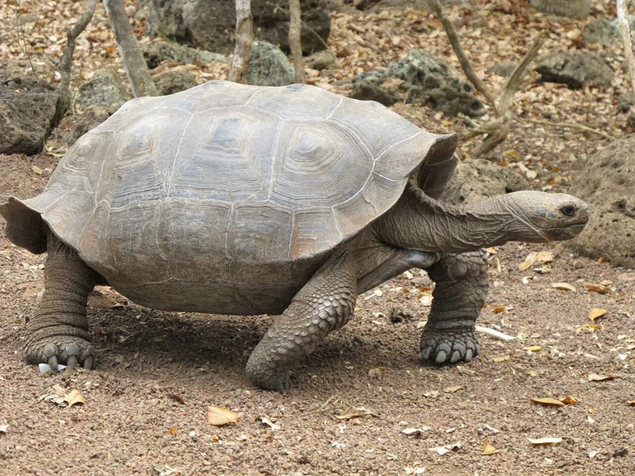 Галапагосская гигантская черепаха. Giant tortoise. Галапагосская гигантская черепаха. Гигантская черепаха альдабра. Слоновые черепахи галапагосы.