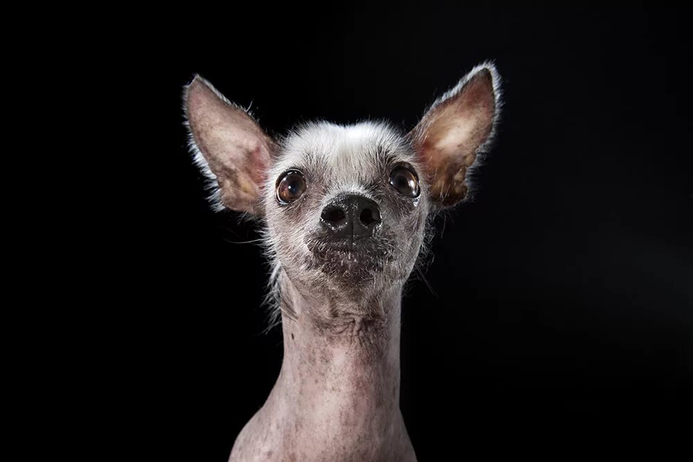 Small bald