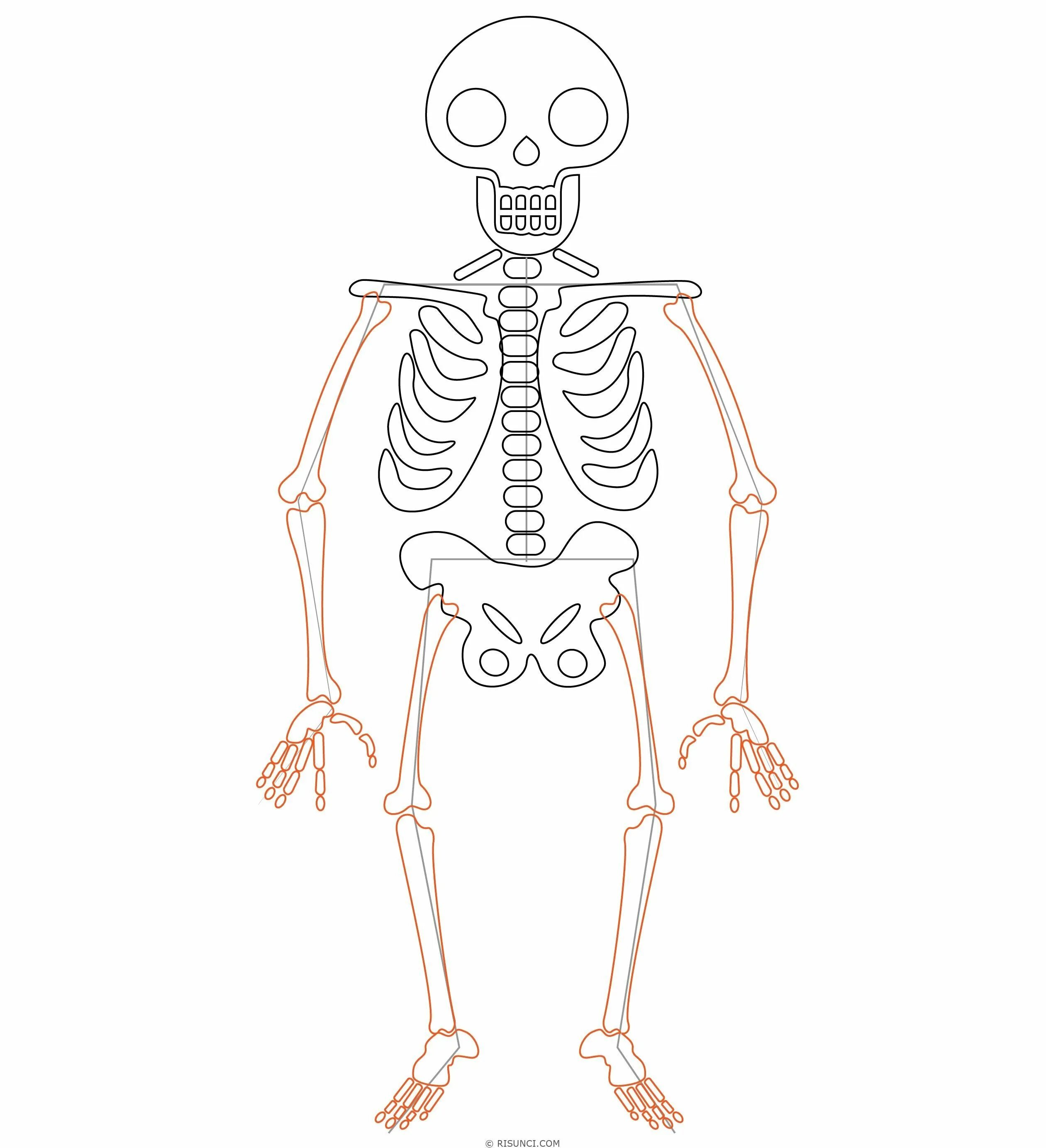 Скелет рисунок. Раскраска скелет. Скелет человека для срисовки. Скелет раскраска для детей. Как рисовать скелет