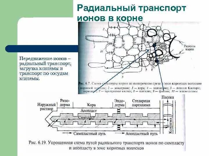 Транспорт органических веществ какая ткань. Радиальное перемещение ионов в корне. Радиальный транспорт воды. Радиальный транспорт воды по корню. Радиальный транспорт воды в корне.