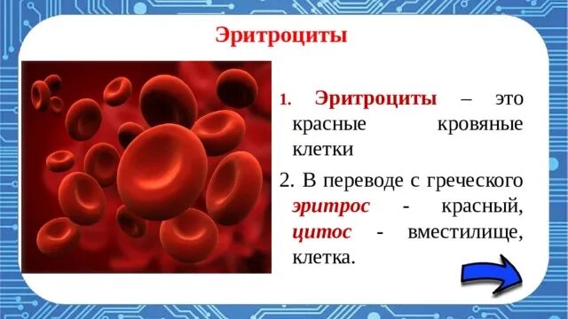 Почему кровь считают. Эритроциты. Эритроциты лейкоциты тромбоциты. Эритроциты в крови. Эритроциты и лейкоциты человека.