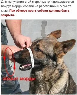 Как правильно пасть