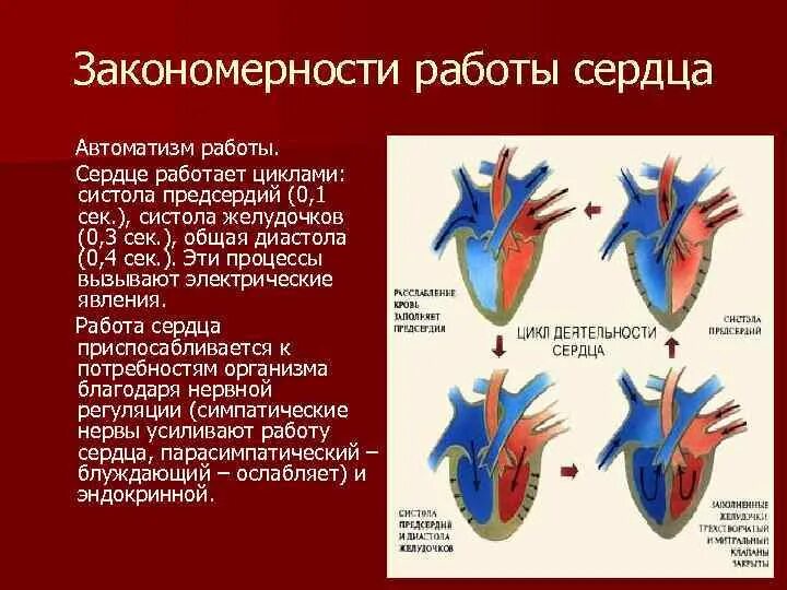 Во время систолы предсердий открыты. Систола и диастола сердца. Систола предсердий и желудочков. Систола и диастола схема. Работа сердца.