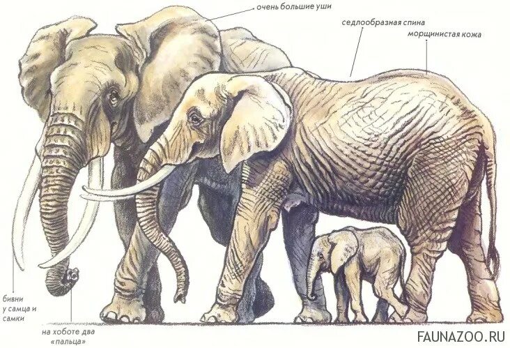 Как отличить африканского слона. Хоботные индийский слон. Африканский слон. Строение слона. Африканский слон (самка).