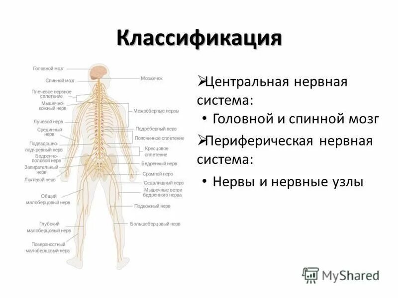 Периферические нервы симптомы. Периферическая нервная система спинной мозг нервы. Спинномозговой узлы в нервной системе. Нервная система человека головной мозг, спинной мозг, нервы. Структура нервной системы нервы нервные узлы.