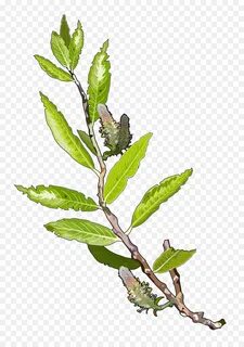 Branch plant