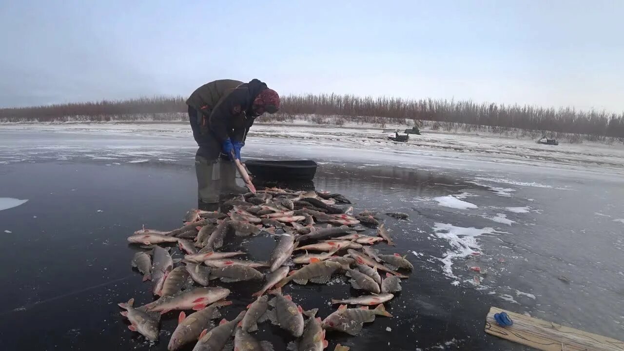 Клевая рыбалка в Якутии 2020. Зимняя рыбалка Якутия клевая рыбалка. Рыбалка в Якутии зимой. Зимняя рыбалка в Якутии 2020.