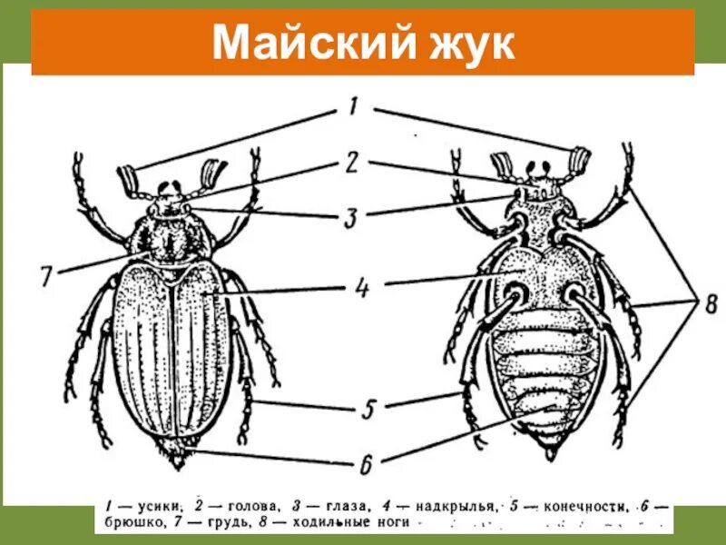 Сделайте подписи к рисунку строение. Строение майского жука снизу. Строение майского жука. Майский Жук биология. Рисунок майского жука снизу.