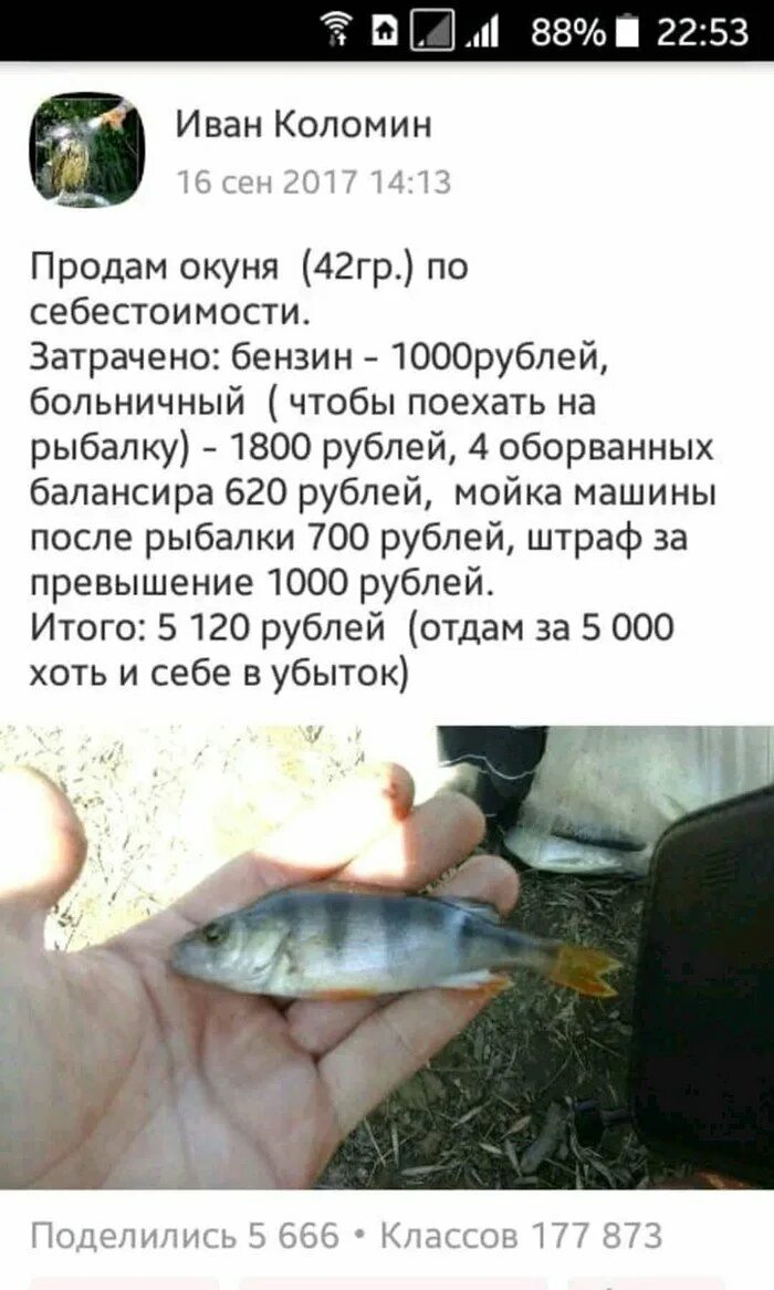 Продаем окуней