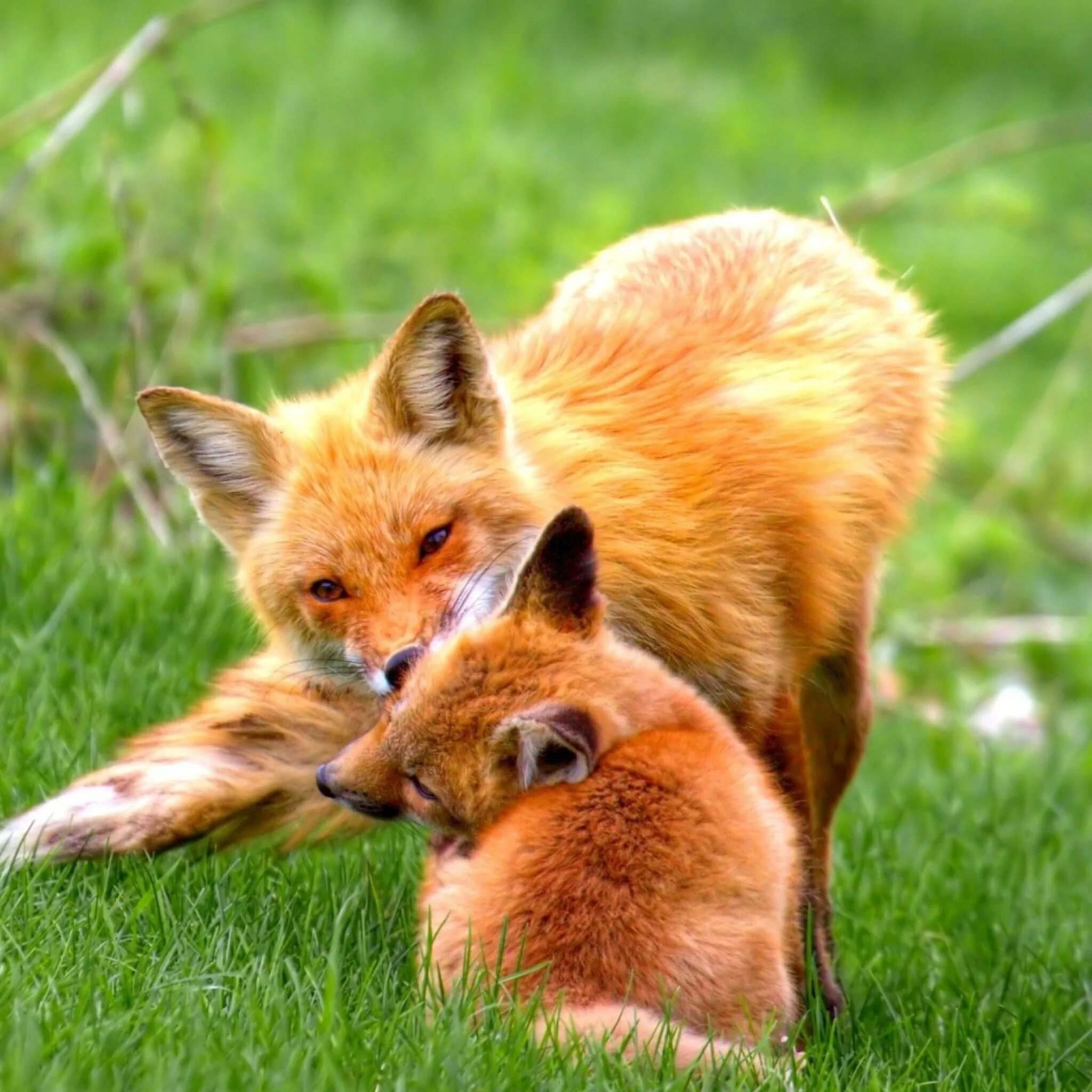 Red fox defender. Грязные лисы. Rus foxes. Rus foxes. Лиса с лисятами татышев.