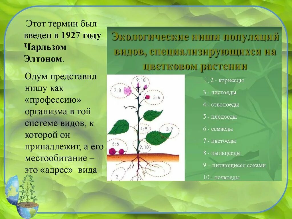 2 примера экологических ниш. Экологические ниши растений. Экологические ниши примеры. Экологические ниши растений и животных. Растения разных экологических ниш.