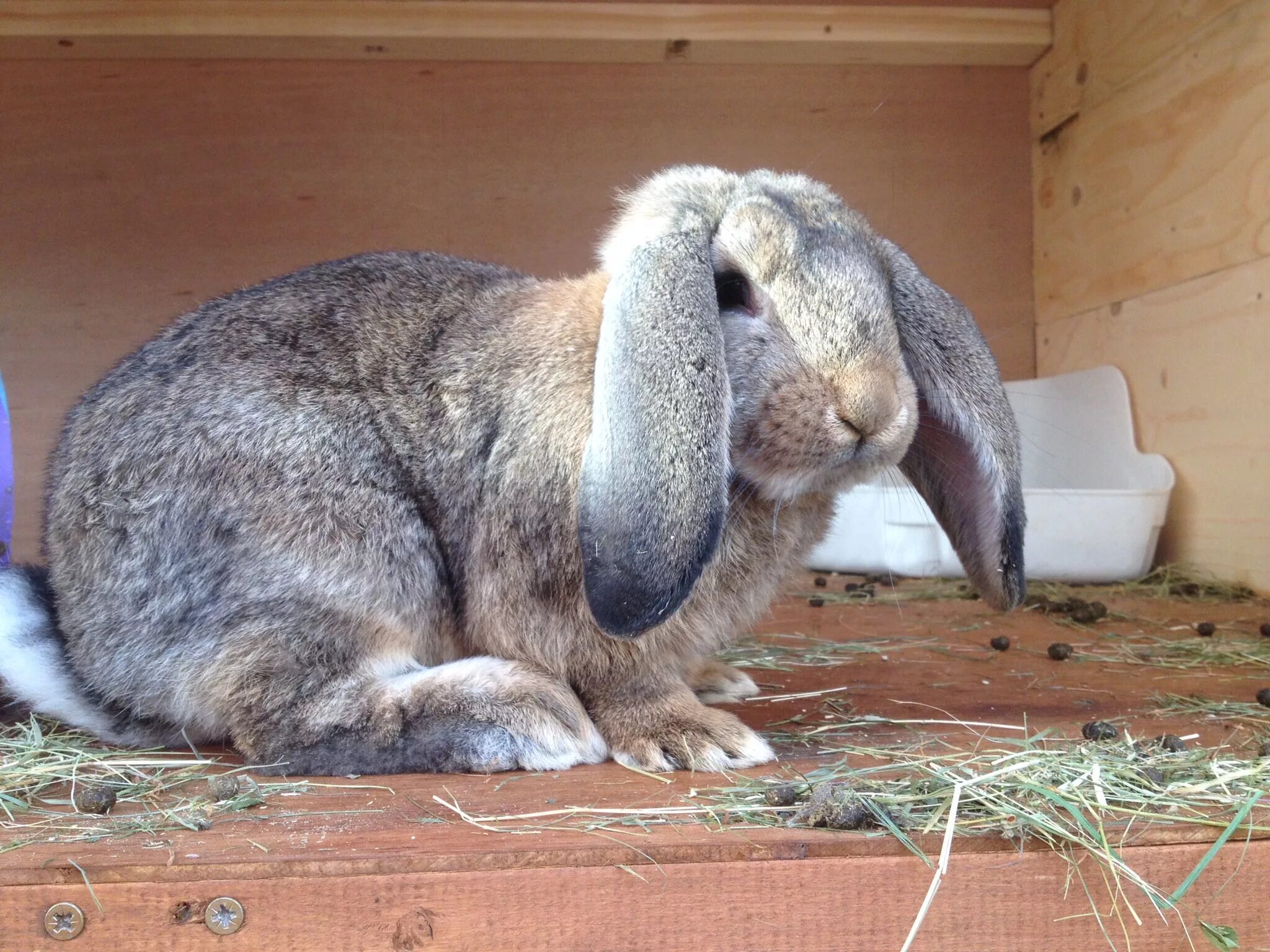 Минилоп кролик купить. Карликовый кролик Минилоп. Mini lop кролик. Минилоп кролик взрослый. Кролик миниатюр лоп.