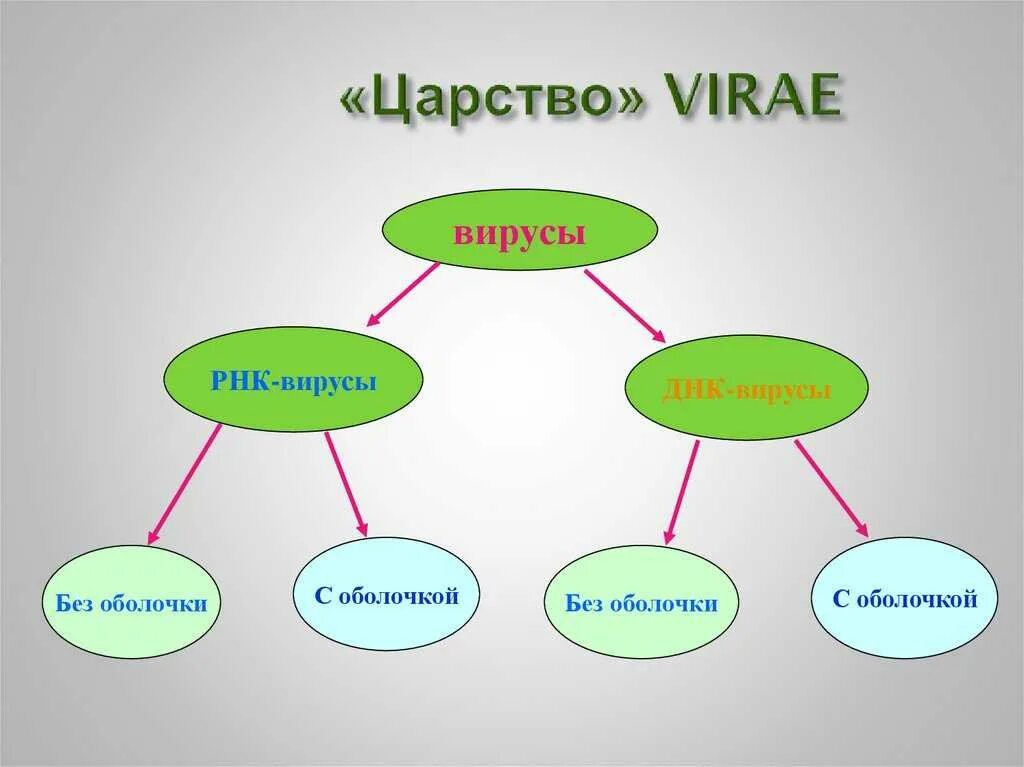 Царства живых организмов вирусы. Кластер по теме вирусы биология 10 класс. Царство вирусы. Царство бактерий и вирусов. Вирусы относятся к царству.