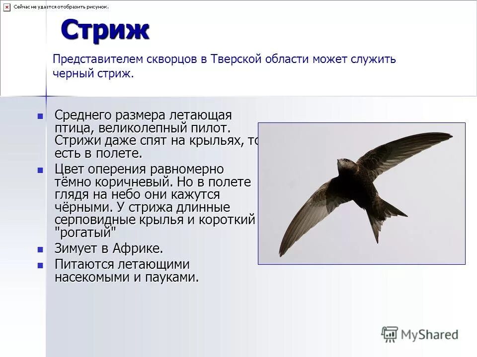 Иглохвостый стриж птица. Ласточки и стрижи сходства и различия. Строение стрижа. Стриж и чиж. Белый стриж.