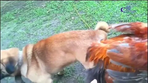 Dog mating with other animals - Close Dog mating Rooster (chicken) - YouTub...