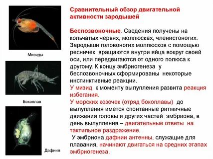 Общее в зародышах