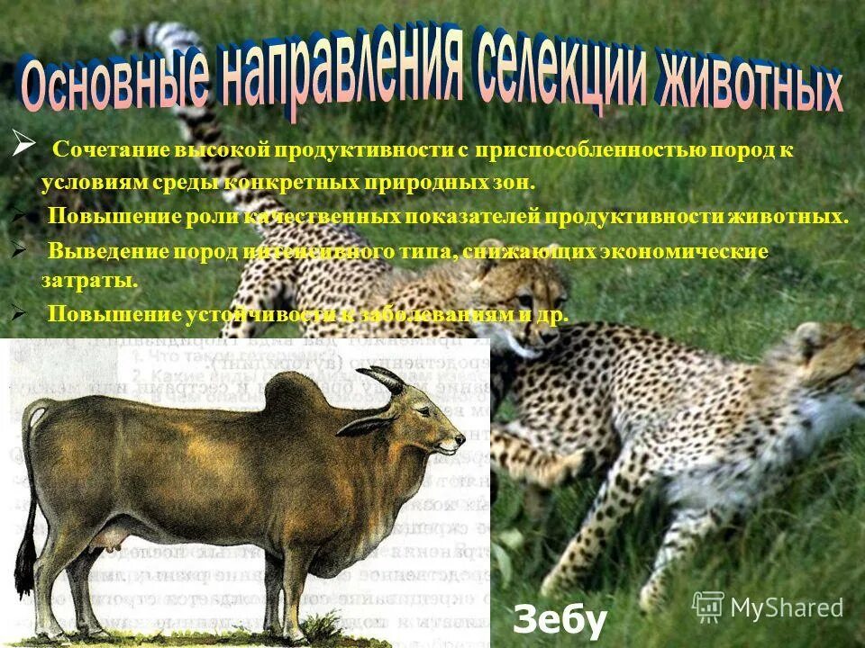 Основные принципы кормления крупного рогатого скота. Патока для дойных коров. Биологические особенности коров. Повышение продуктивности животных. Химия в ветеринарии.