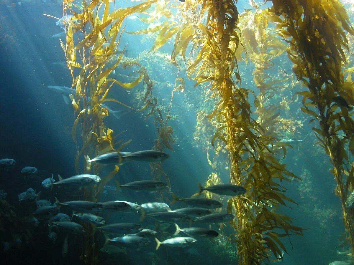 Морские водоросли ламинария. Бурые водоросли ламинария. Саргассово море водоросли саргассум. Морской ламинария бурая водоросль.