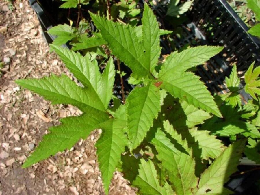 Лабазник дланевидный. Лабазник дланевидный (filipendula palmata). таволга дланевидная. лабазник дланевидный (таволга).