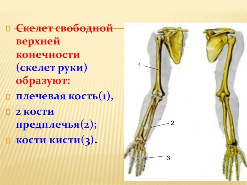 Кости ПРЕДПЛЕЧЬЯКОСТИ врехней коенчности. Скелет свободной верхней конечности лучевая кость. Скелет свободной верхней конечности образован. Скелет свободной верхней конечности плечевая кость.