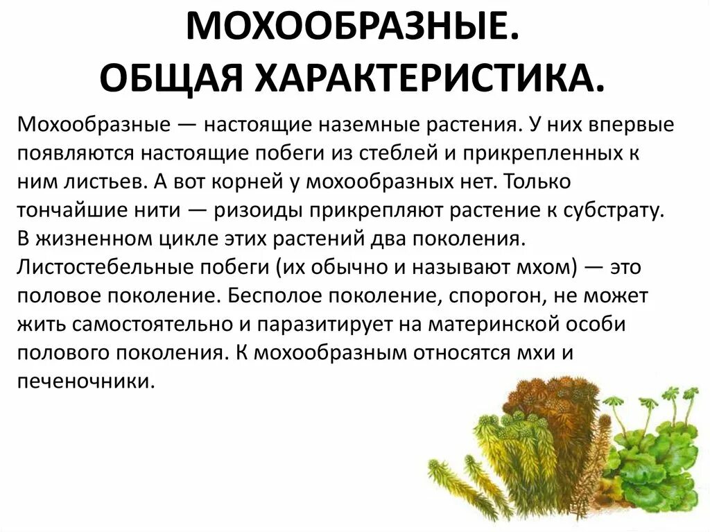 Значение растения мхи. Общая характеристика мхов 5 класс биология. Характеристика классов отдела Моховидные. Растения отделы мохообразные характеристика. Отдел Моховидные общая характеристика.