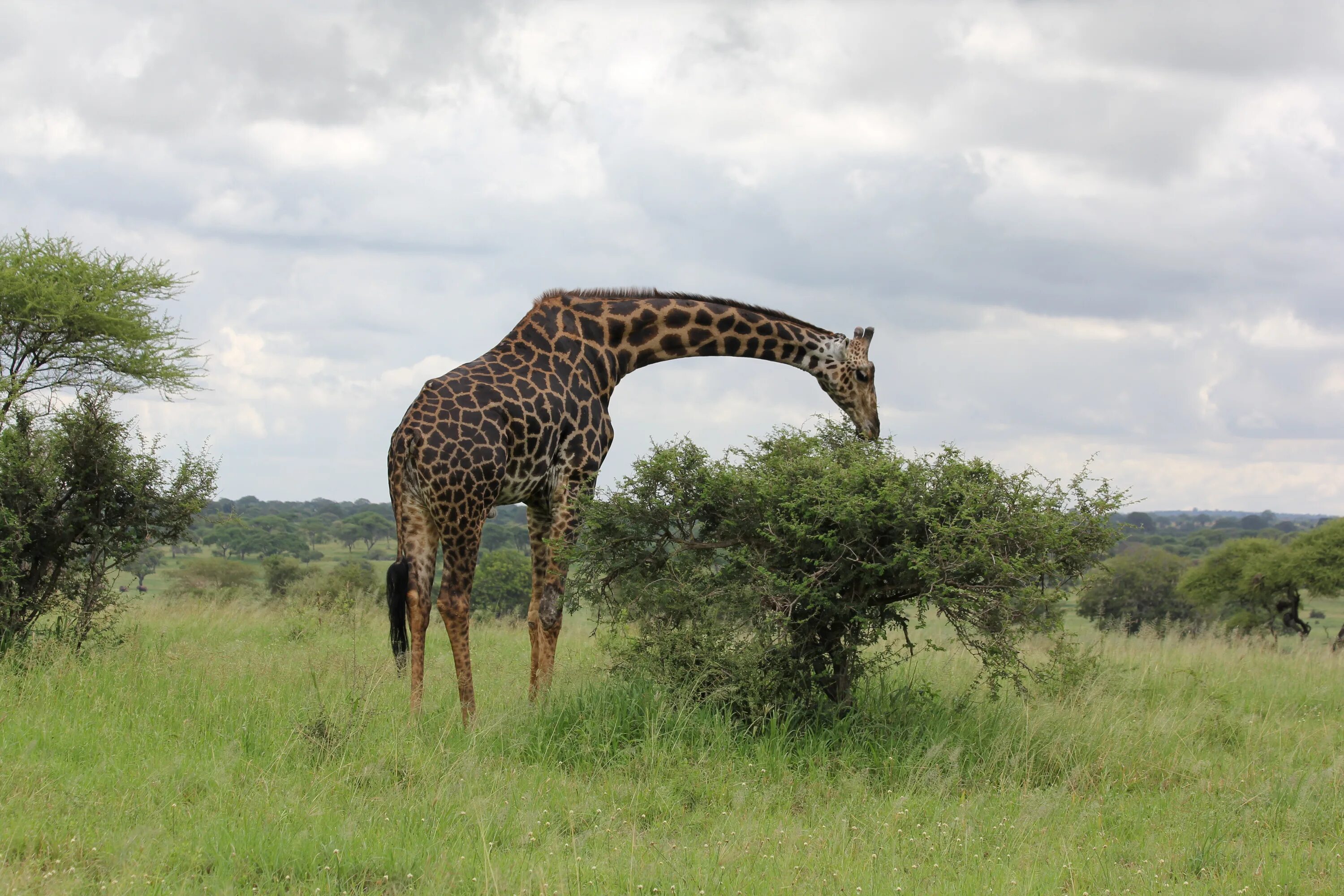 Саванной восточной африки. Жираф саванны Африки. Восточно-Африканский Саванна Львов. Жираф в Танзании. Жирафы в саванне.